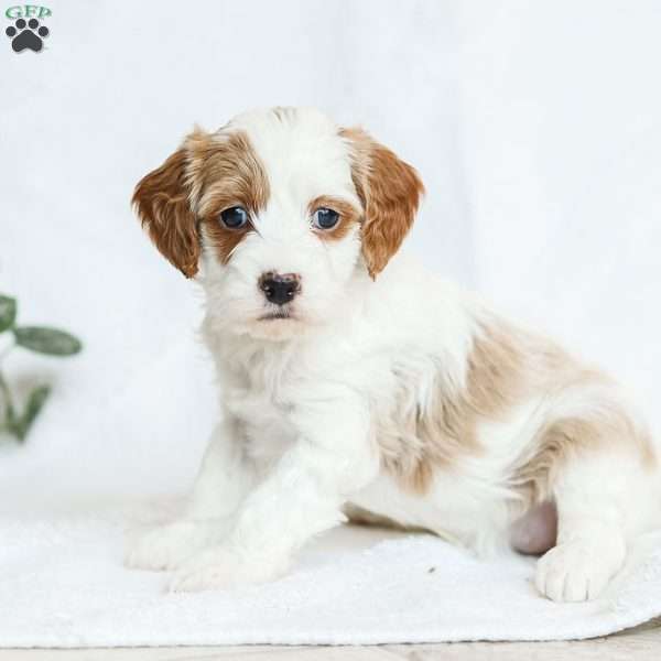 Monet F1b, Cavapoo Puppy